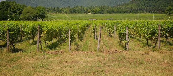 Виноградники в Кварельском районе - Sputnik Грузия