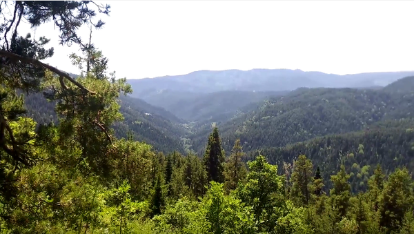 ვიდეოკლუბი: აბასთუმნის უნიკალური ტყე-კურორტი - Sputnik საქართველო