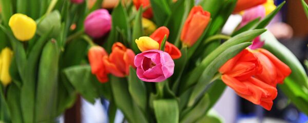 ტიტების თაიგული ტიტების თაიგული - Sputnik საქართველო