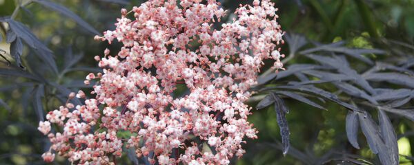 Бузина Бузина - Sputnik Грузия