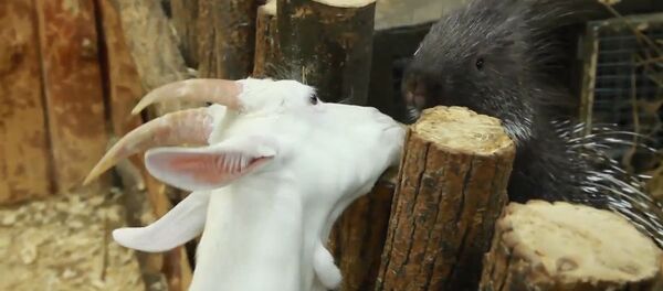 Дикобраз подружился с козой и морской свинкой в контактном зоопарке Уфы - Sputnik Грузия