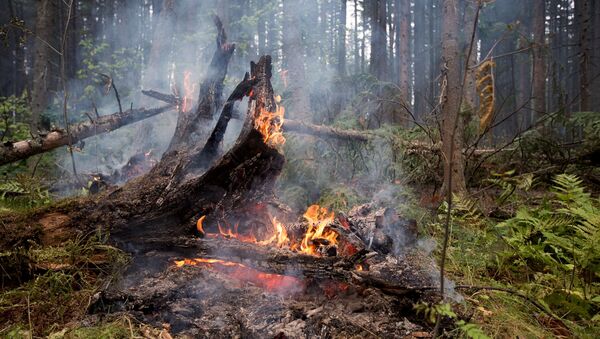 Лесные пожары в Бурятии - Sputnik Грузия