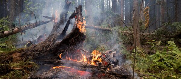 ტყის ხანძარი ტყის ხანძარი - Sputnik საქართველო