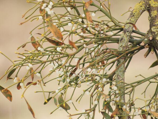 ფითრი – „ყველაფრის მკურნალი პარაზიტი მცენარე ფითრი – „ყველაფრის მკურნალი პარაზიტი მცენარე - Sputnik საქართველო