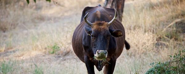 ძროხა ძროხა - Sputnik საქართველო