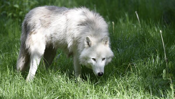Белый волк в зоопарке Франции - Sputnik Грузия