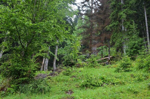 Село Бутураули - Sputnik Грузия