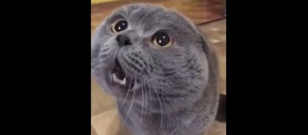 Говорящий кот Говорящий кот - Sputnik Грузия