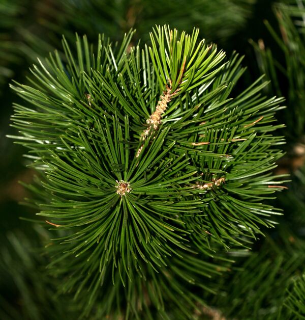 წიწვები წიწვები - Sputnik საქართველო