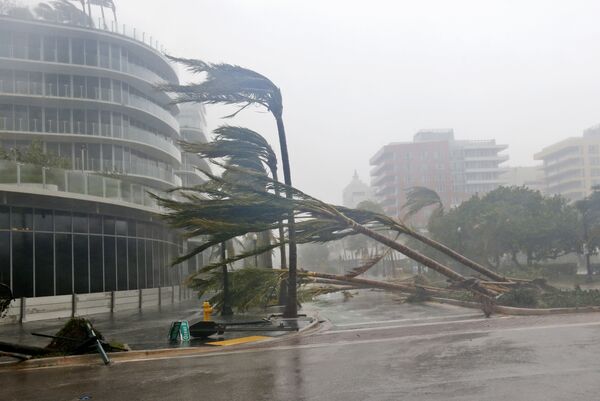Поваленные ураганом Ирма деревья в Майами, Флорида - Sputnik Грузия