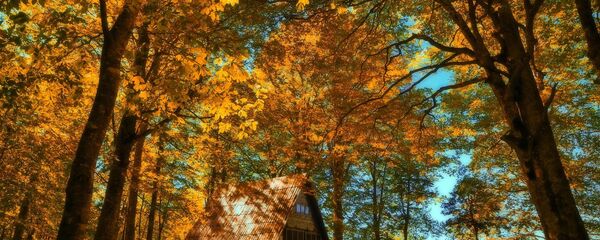 Осень в высокогорье Аджарии - Sputnik Грузия