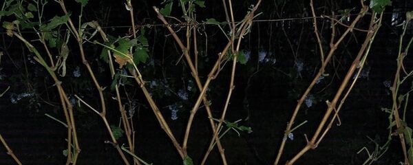 სეტყვისგან დაზიანებული ვაზი - Sputnik საქართველო