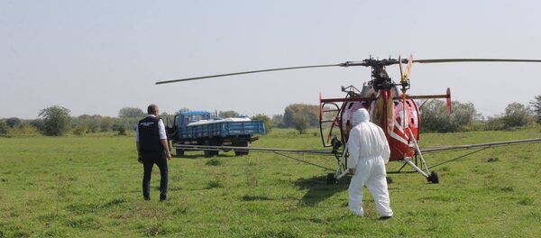 საქართველოში აზიურ ფაროსანას ავიაციის დახმარებით ებრძვიან საქართველოში აზიურ ფაროსანას ავიაციის დახმარებით ებრძვიან - Sputnik საქართველო