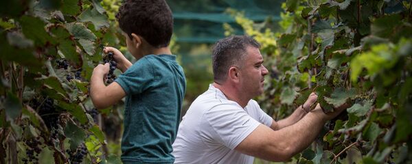 რთველი საფრანგეთში რთველი საფრანგეთში - Sputnik საქართველო