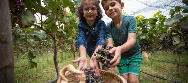 Ртвели во Франции - Sputnik Грузия