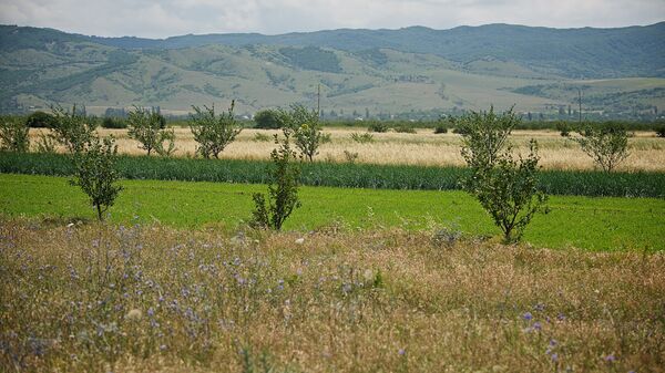 სასოფლო-სამეურნეო მიწები - Sputnik საქართველო