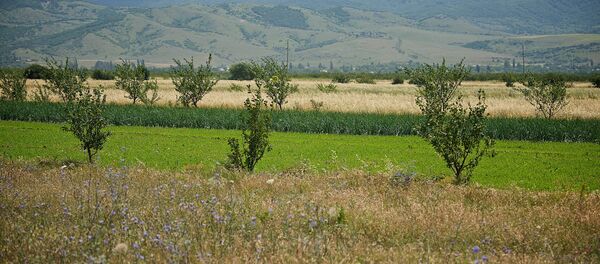 სასოფლო-სამეურნეო მიწები ქართლში სასოფლო-სამეურნეო მიწები ქართლში - Sputnik საქართველო