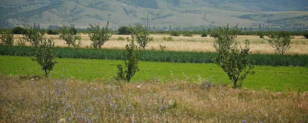 სასოფლო-სამეურნეო მიწები ქართლში სასოფლო-სამეურნეო მიწები ქართლში - Sputnik საქართველო