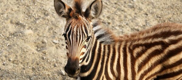 Саванная зебра - Sputnik Грузия