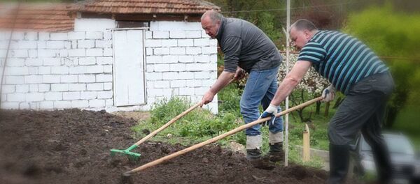 საქართველოს პრეზიდენტი გიორგი მარგველაშვილი კარტოფილის მოსავალს იღებს საქართველოს პრეზიდენტი გიორგი მარგველაშვილი კარტოფილის მოსავალს იღებს - Sputnik საქართველო