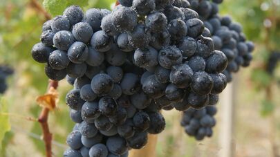 Виноград саперави в Кахети во время сбора урожая винограда - ртвели