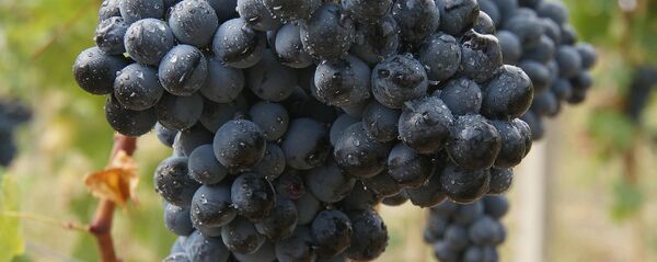 საფერავი - Sputnik საქართველო