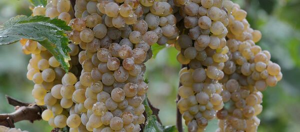 Белый виноград во время ртвели - сбора урожая винограда - в регионе Кахети Белый виноград во время ртвели - сбора урожая винограда - в регионе Кахети - Sputnik Грузия