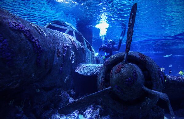 Водолаз очищает самолет времен Второй мировой войны в Анталийском аквариуме - одном из крупнейших аквариумных комплексов в мире, Турция - Sputnik Грузия