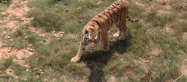 Тигриная ферма в Китае - Sputnik Грузия