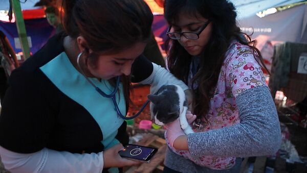 Приют для пострадавших от землетрясения в Мехико животных - Sputnik Грузия