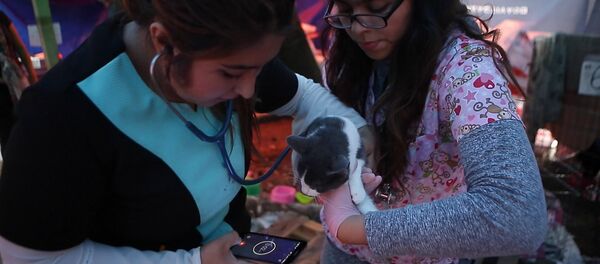 Приют для пострадавших от землетрясения в Мехико животных - Sputnik Грузия