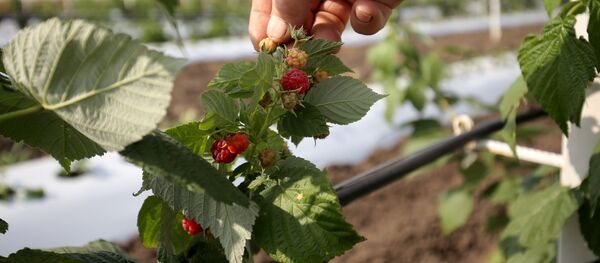 ჟოლოს პლანტაცია ჟოლოს პლანტაცია - Sputnik საქართველო