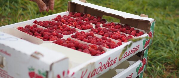 ჟოლო - Sputnik საქართველო