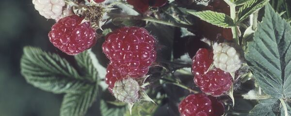 ჟოლო ჟოლო - Sputnik საქართველო