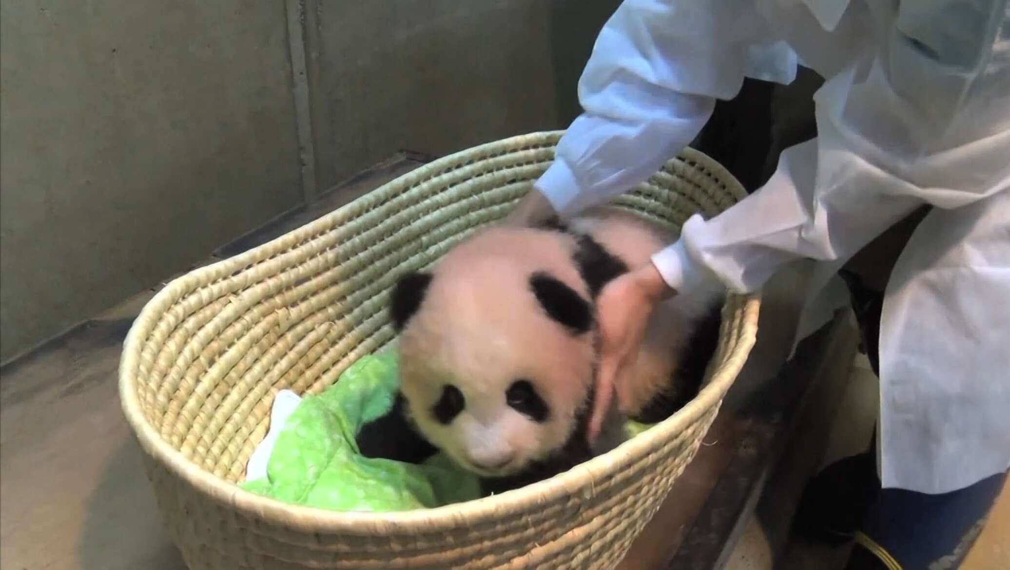 Малышка панда новости. Панды родились. Животные рождающиеся 1 на 1000000. Китайская кличка для панды. Большая Панда рожает.