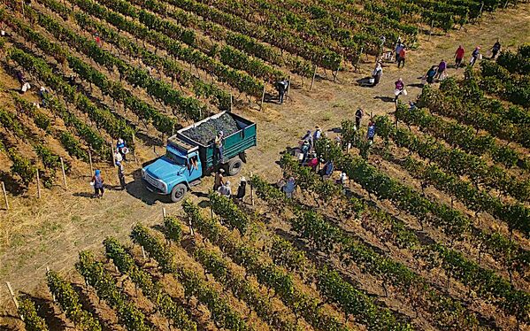 Затем к сбору урожая винограда стали подключаться и другие районы в регионе Кахети - колыбели грузинского виноделия - Sputnik Грузия