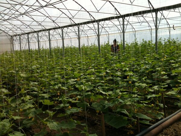 სათბური სათბური - Sputnik საქართველო