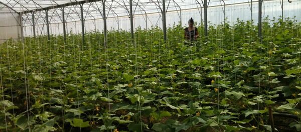 სათბური სათბური - Sputnik საქართველო