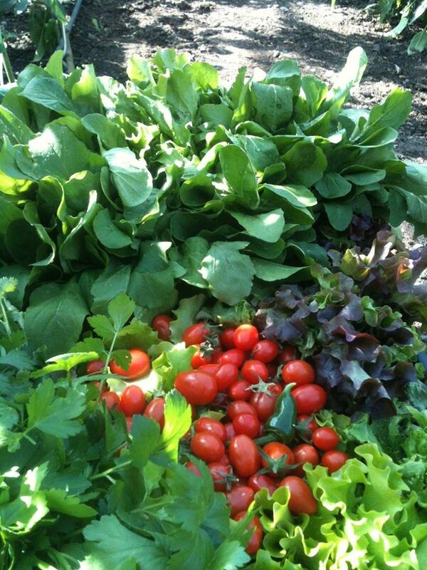 ბოსტნეული ბოსტნეული - Sputnik საქართველო