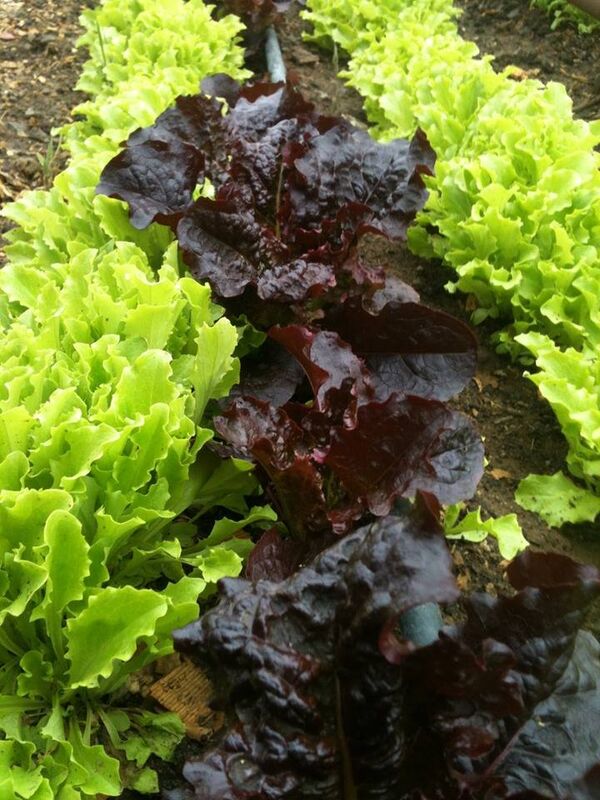 სალათის ფურცლები სალათის ფურცლები - Sputnik საქართველო