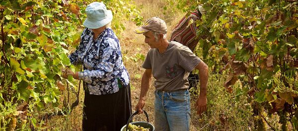 Ртвели - сбор урожая винограда Ртвели - сбор урожая винограда - Sputnik Грузия
