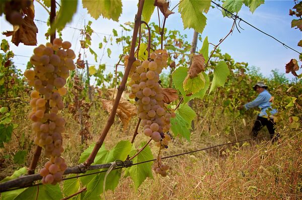 Ртвели - сбор урожая винограда - Sputnik საქართველო