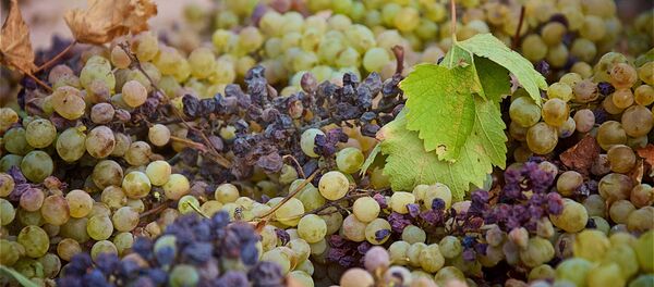 რთველი - Sputnik საქართველო