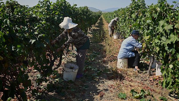 Ртвели - сбор урожая винограда в регионе Кахети - Sputnik Грузия