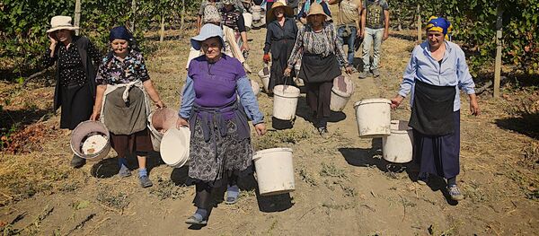 Ртвели - сбор урожая винограда в регионе Кахети - Sputnik Грузия