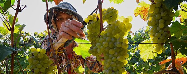 რთველი რთველი - Sputnik საქართველო