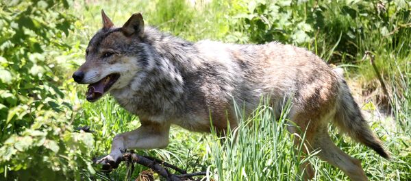 მგელი - Sputnik საქართველო