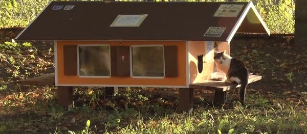 ათობით პატარა სახლი უპატრონო კატებისთვის რიგაში ათობით პატარა სახლი უპატრონო კატებისთვის რიგაში - Sputnik საქართველო