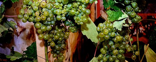 Виноград на сельскохозяйственной выставке в Аджарии - Sputnik Грузия