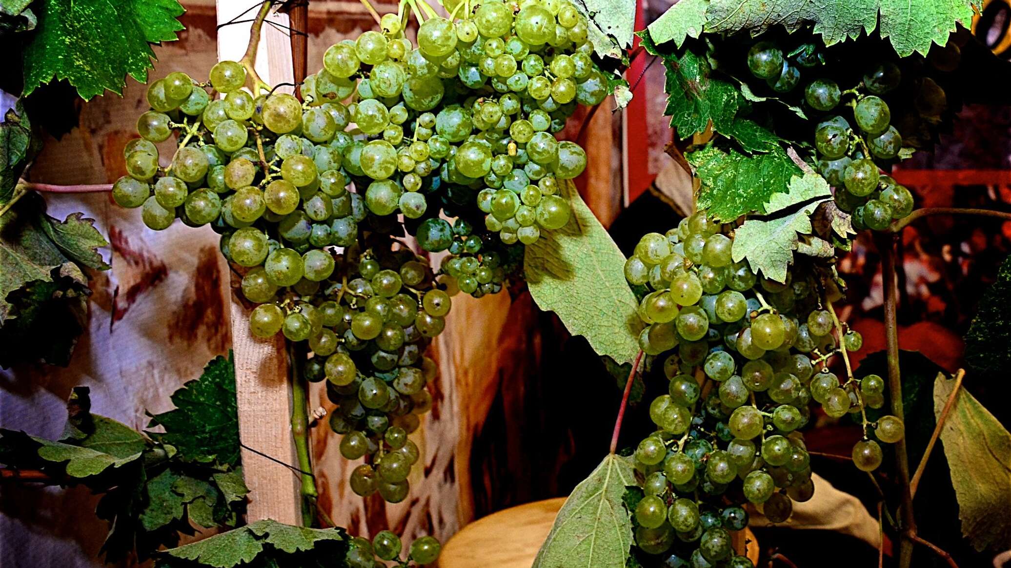 Грузинский виноград 2000